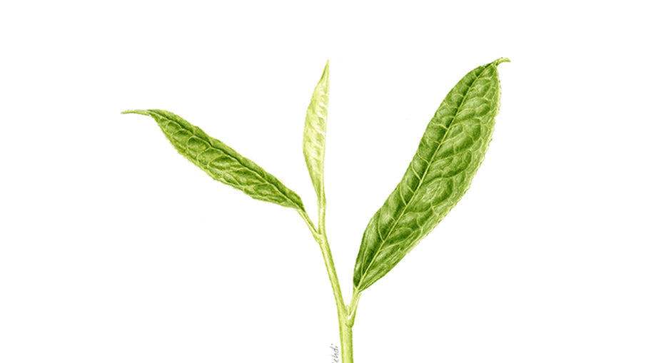 2.5 Yaprak Nedir? Neden Önemlidir?