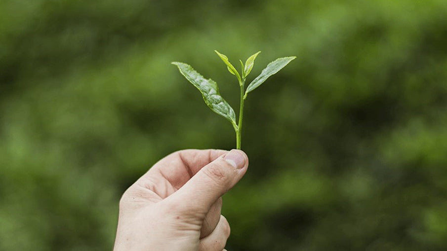 2.5 Yaprak Yeşil Çay