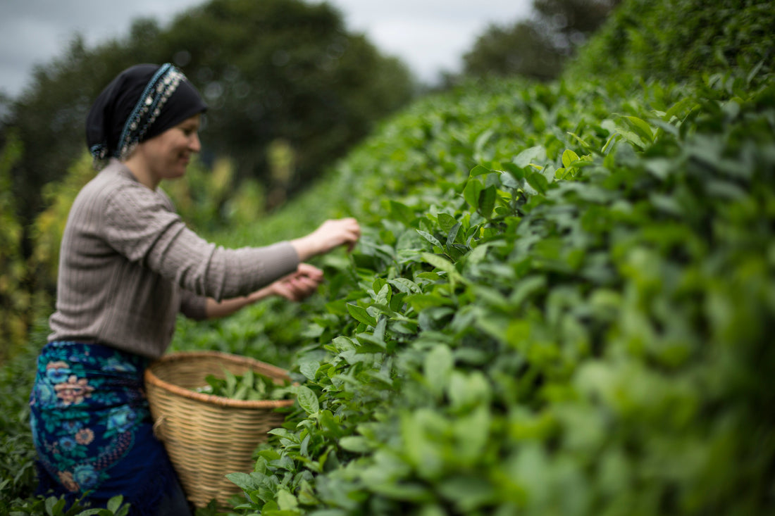 Çayın Yıllık Hasat Takvimi