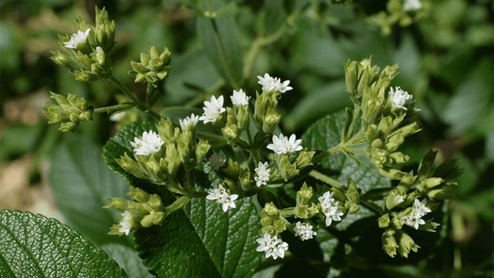 Bir Biyo-Tatlandırıcı: Şeker Otu/Stevia