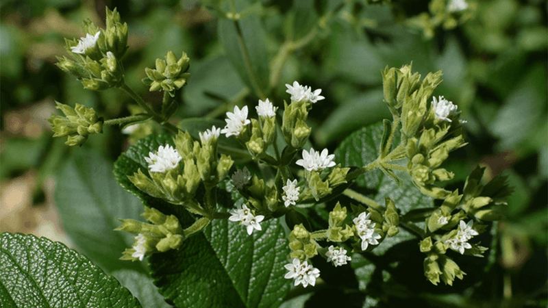 Bir Biyo-Tatlandırıcı: Şeker Otu/Stevia