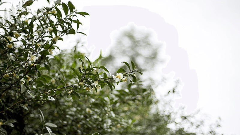 Bitkiler, Çay ve Hissettirdikleri