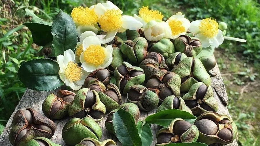 Çay Tohumu, Umut Tohumu