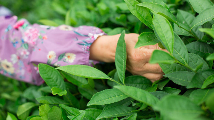 Çay ve Kafein: Bilinmeyen Gerçekler