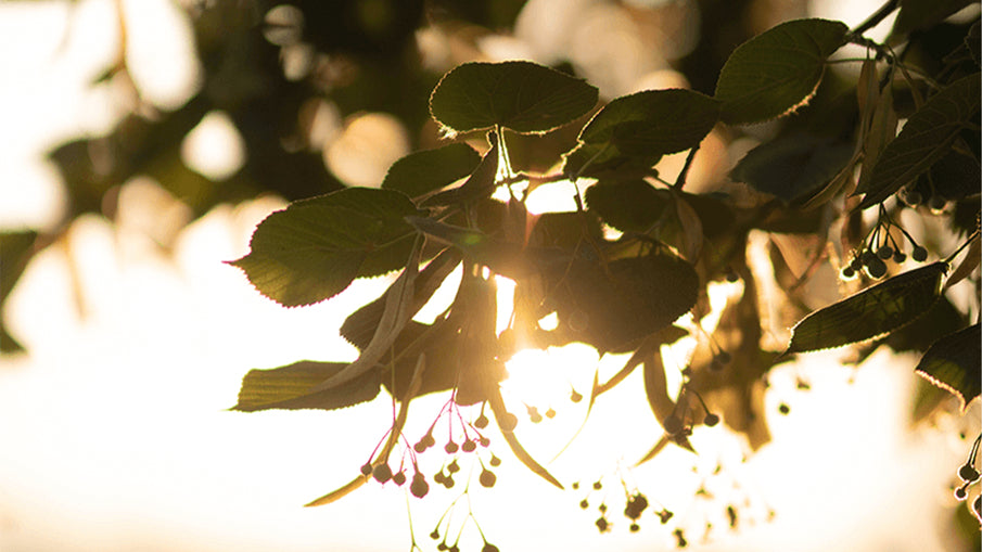 Ihlamur Sana Değer Veriyorum Demektir