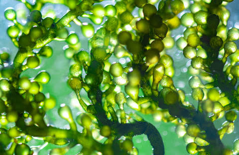 Mavi-Yeşil Mucize Spirulina: Günlük Zindeliğinizi Doğal Yoldan Nasıl Desteklersiniz?