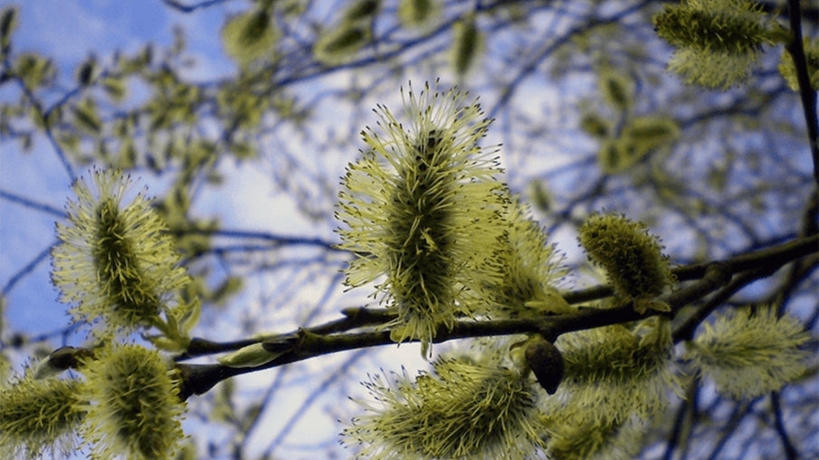 Söğüt. Kısmet Çiçeği.