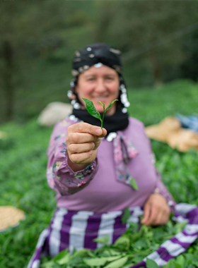 Ruh Halinize Göre Çay Seçimi: Lazika Rehberi