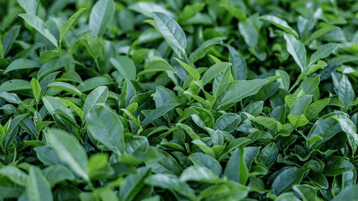 Yeşil Çayın İyisini Nasıl Anlarsınız?